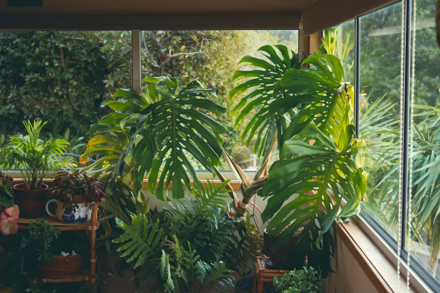 Nenáročné pokojovky: monstera, fíkus, sukulenty